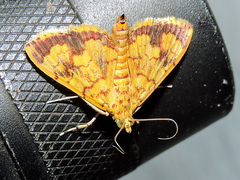Portentomorpha xanthialis
