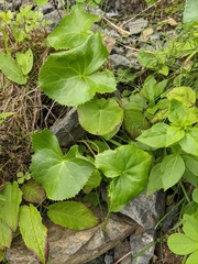 Ligularia fischeri