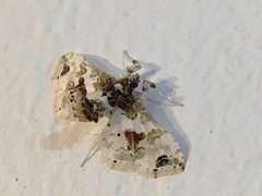 Leucinodes