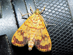 Portentomorpha xanthialis