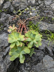 Rhodiola rosea