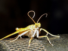 Portentomorpha xanthialis