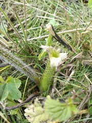 Heracleum sosnowskyi