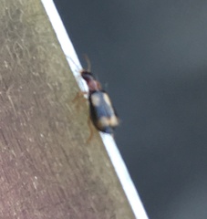 Dromius quadrimaculatus