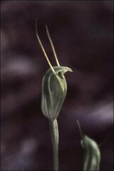 Pterostylis nana