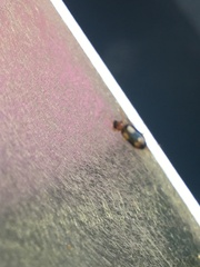 Dromius quadrimaculatus