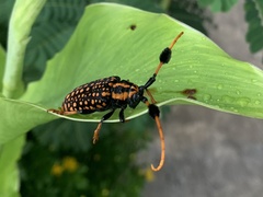 Aristobia approximator