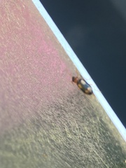 Dromius quadrimaculatus