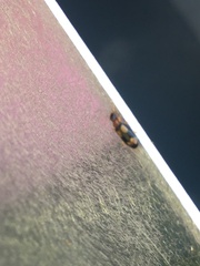 Dromius quadrimaculatus