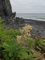 Filipendula camtschatica
