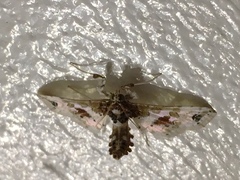 Leucinodes
