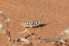 Stropis maculosa