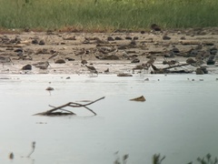 Calidris tenuirostris