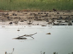 Calidris tenuirostris