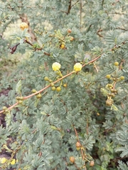 Vachellia campechiana