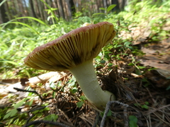Russula aurea