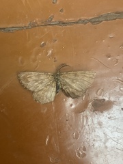 Geometridae