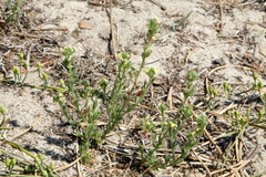Linaria arenaria
