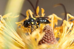 Amphylaeus obscuriceps