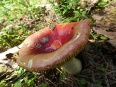 Russula aurea