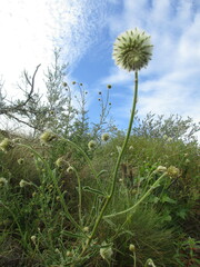 Ptilotus clementii