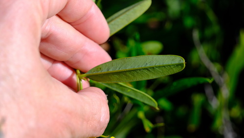 Image of Labichea lanceolata by (c) Peter Crowcroft, some rights reserved (CC BY)