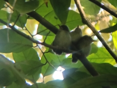 Orthotomus ruficeps
