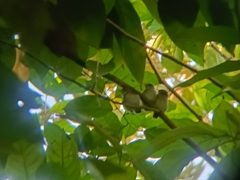 Orthotomus ruficeps