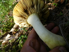 Russula aurea