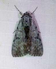 Catocala sordida