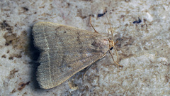Simplicia rectalis