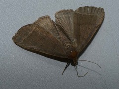 Simplicia rectalis