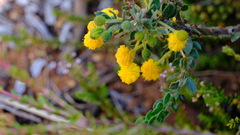 Acacia idiomorpha