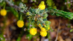 Acacia idiomorpha
