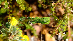 Acacia idiomorpha