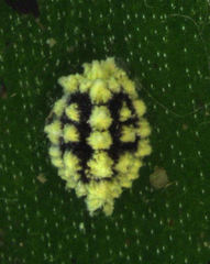 Nipaecoccus aurilanatus