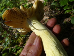 Russula aurea