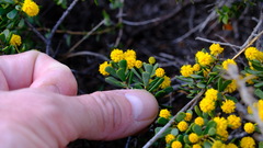 Acacia leptospermoides