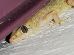 Phyllodactylus