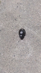 Hydrochara affinis