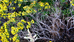 Acacia leptospermoides