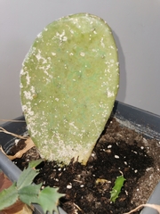 Diaspis echinocacti