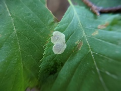 Cameraria ostryarella