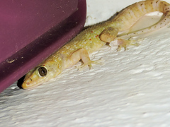 Phyllodactylus