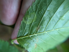 Cameraria ostryarella