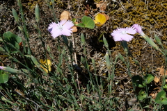 Dianthus gallicus
