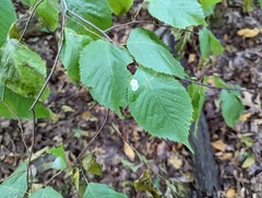 Cameraria ostryarella