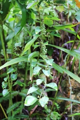 Cyclea hypoglauca