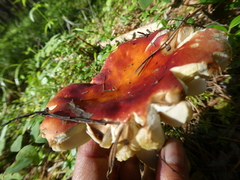 Russula aurea