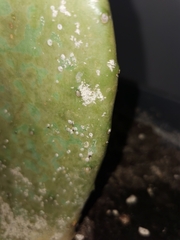 Diaspis echinocacti